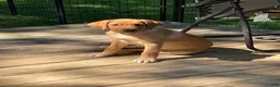 Labrador Retriever dogs for sale: Black Collar Batman - Ad 4