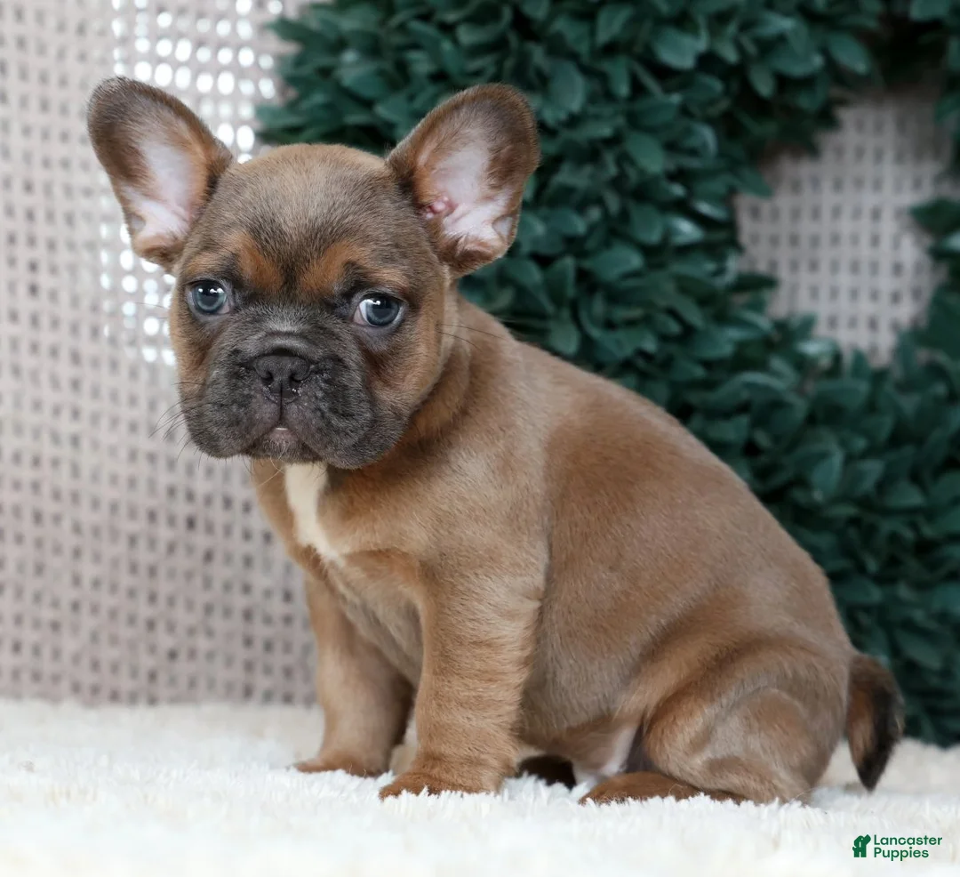 French Bulldog dogs for sale: Hank - Ad 2