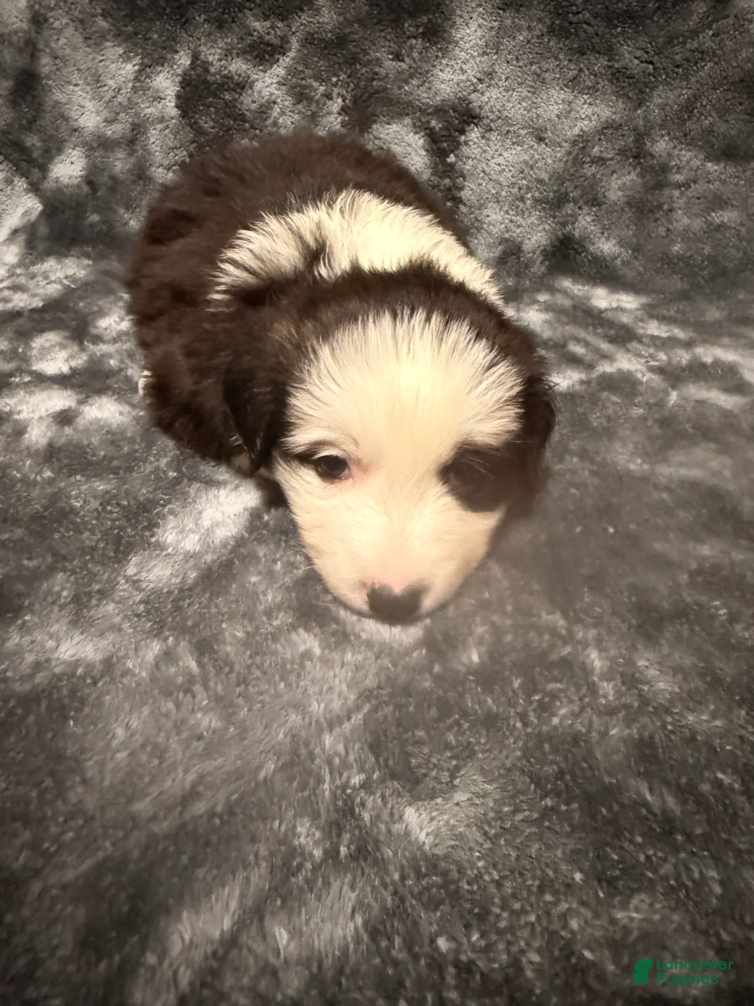 Australian Shepherd dogs for sale: Iggy - Ad 2