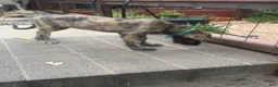 Irish Wolfhound dogs for sale: Puppy 7: Giorgia - Ad 10
