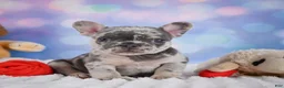 French Bulldog dogs for sale: Daisy - Ad 3
