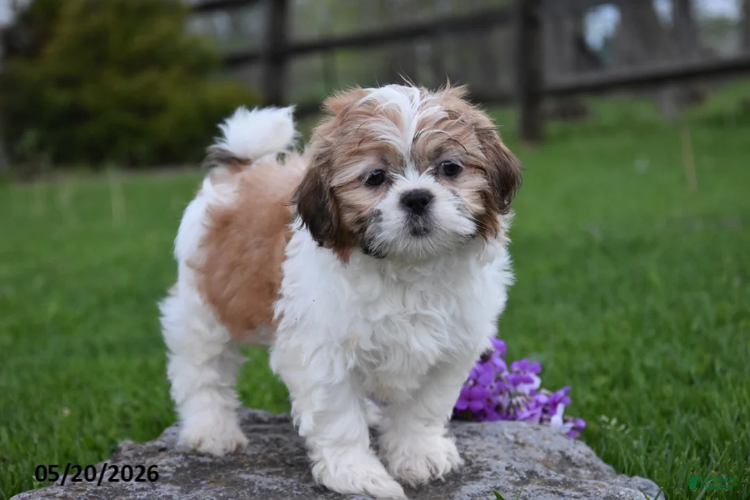 Shih Tzu dogs for sale: Grant - Ad 1