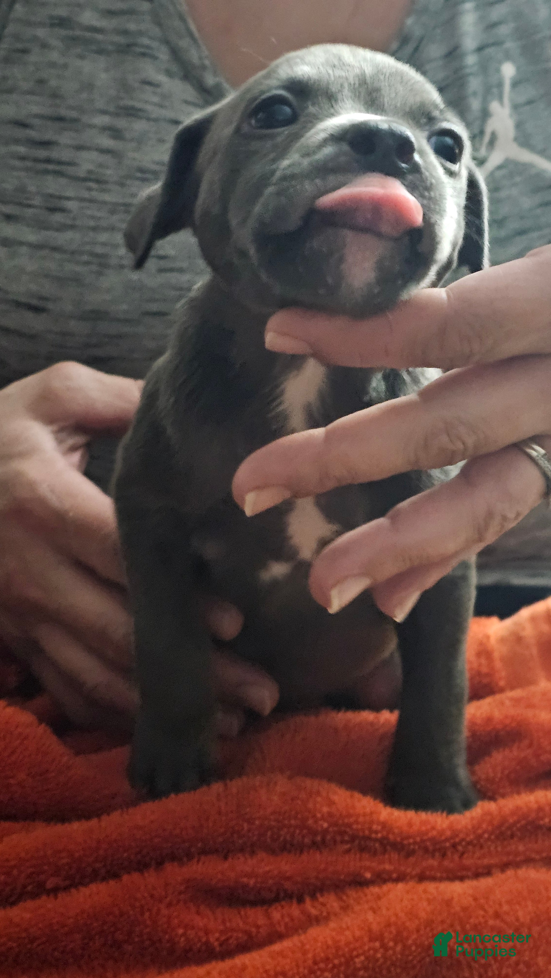 American Pit Bull Terrier dogs Blue Nose Pitbul Max - Ad 28