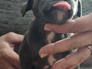 American Pit Bull Terrier dogs Blue Nose Pitbul Percy - Ad 34