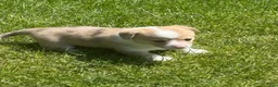 Welsh Corgi Pembroke dogs for sale: Welsh Corgi Pembroke 2 - Ad 5