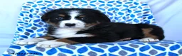 Bernese Mountain Dog dogs for sale: Jess  - Ad 3