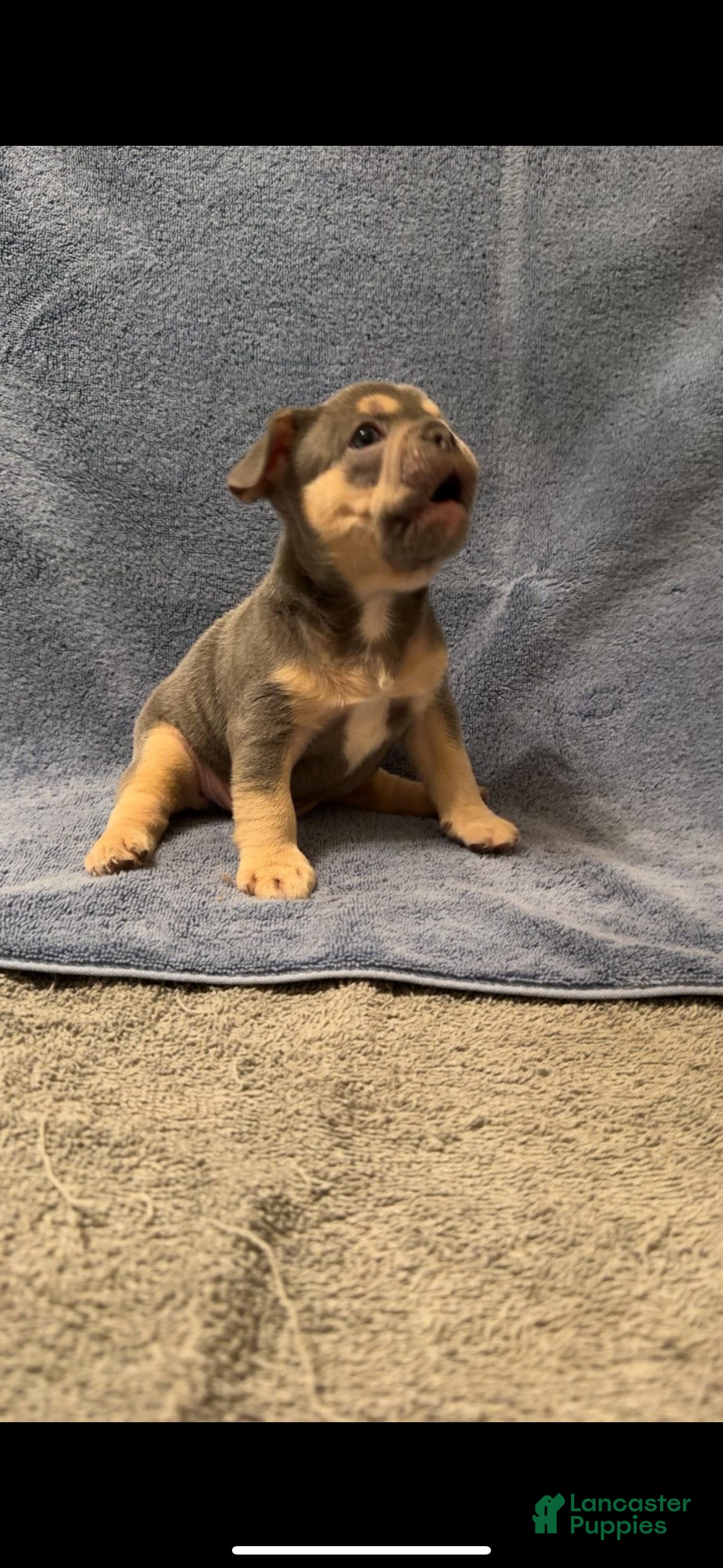 French Bulldog dogs Grey Boy - Ad 1
