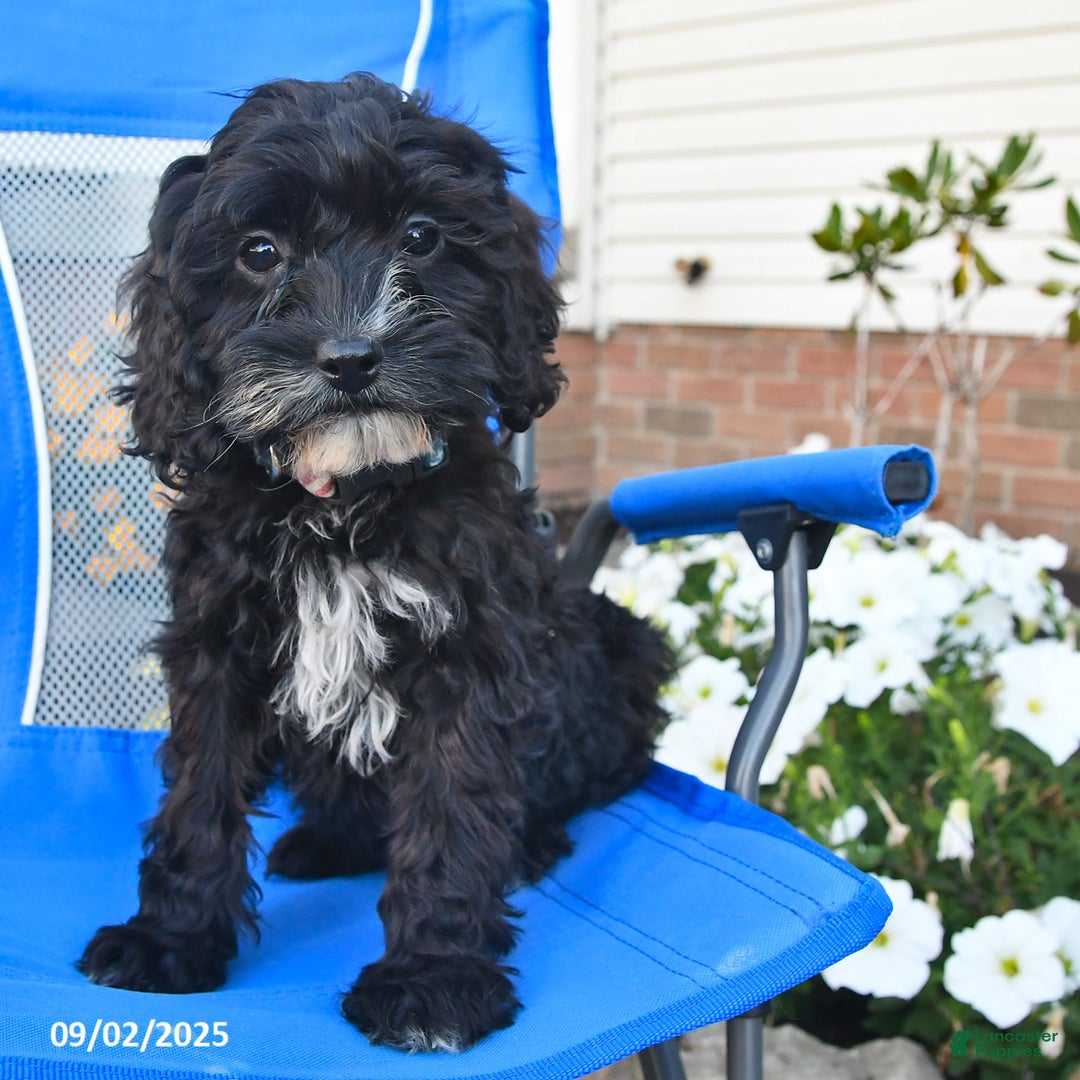 Cavapoo dogs for sale: Tonia - Ad 1