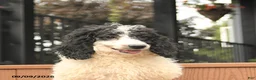 Miniature Poodle dogs for sale: Chip - Ad 4