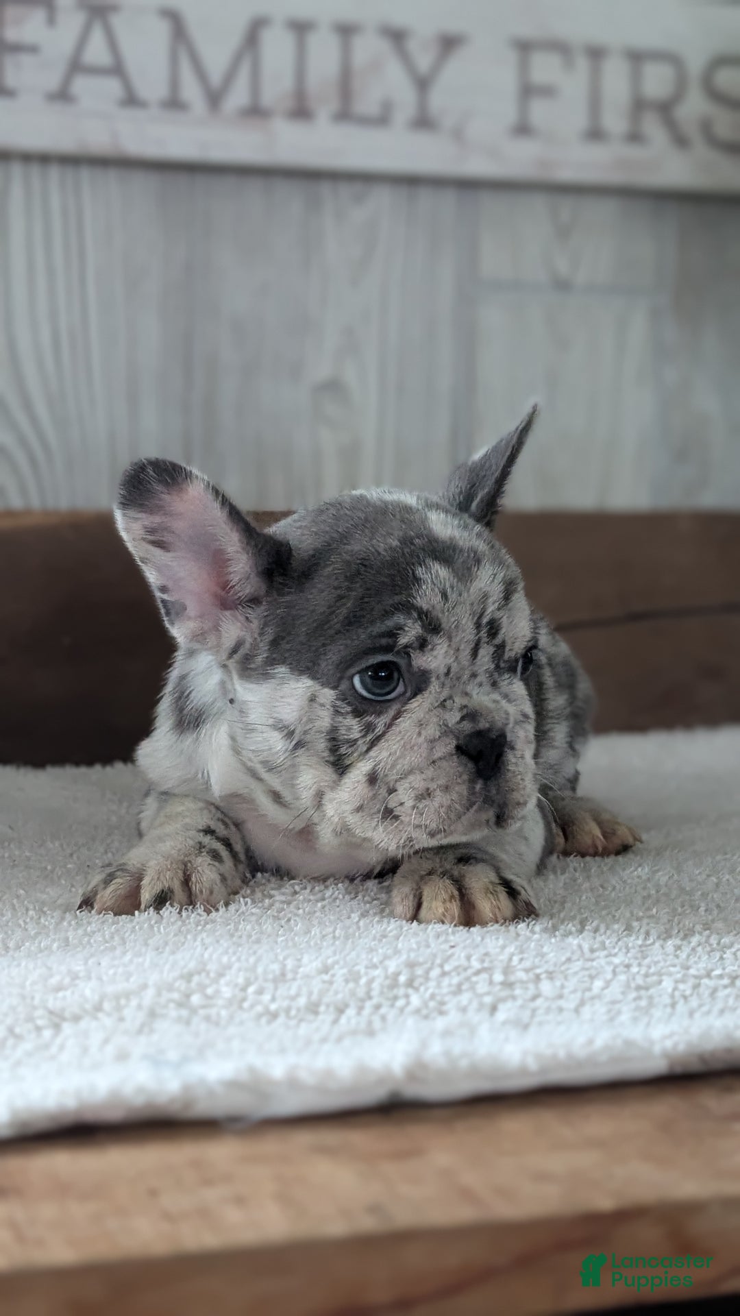 French Bulldog dogs for sale: Nemo  - Ad 7