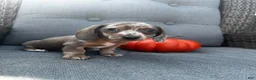 Miniature Dachshund dogs for sale: Winston  - Ad 6
