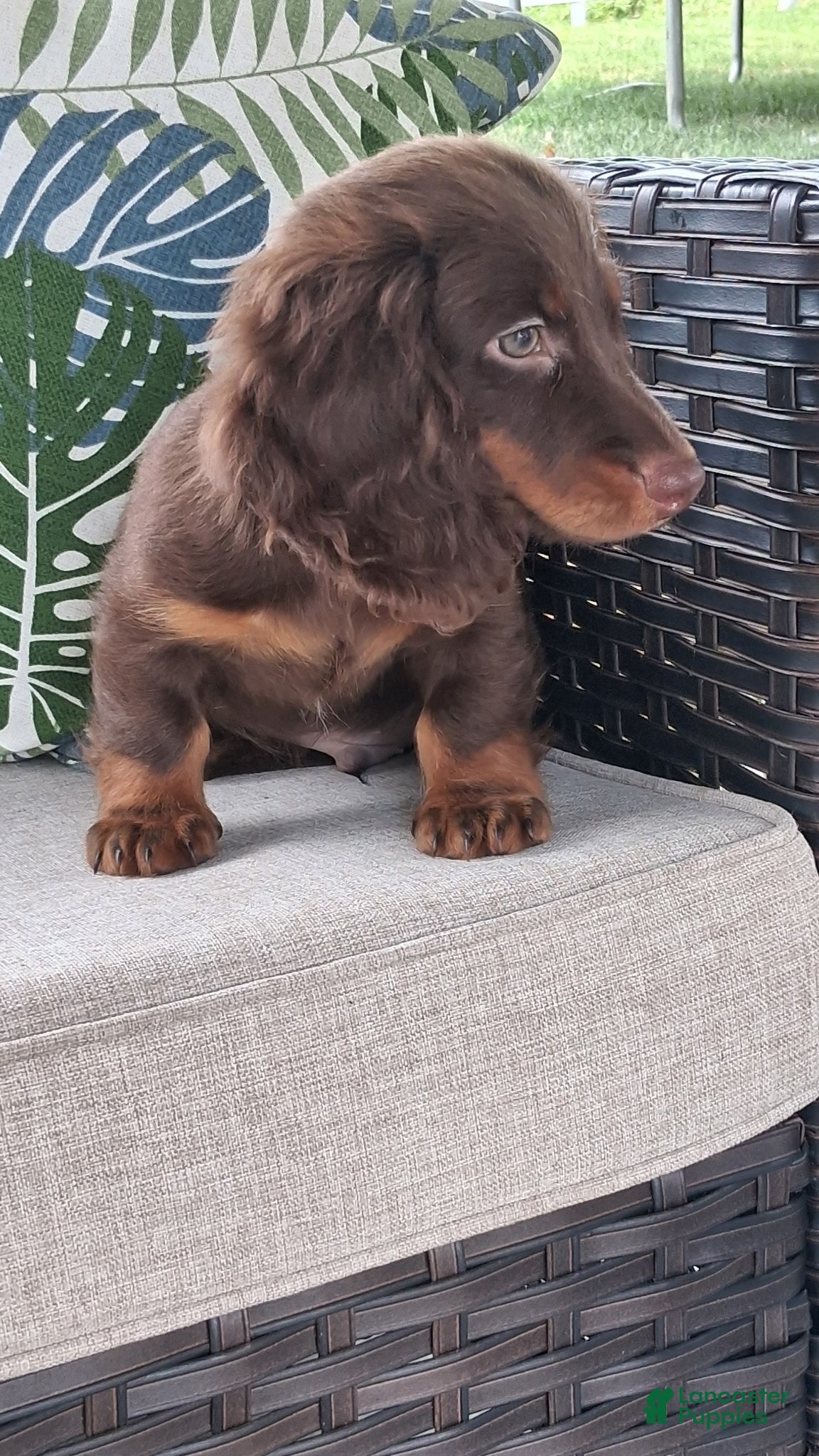 Miniature Dachshund dogs Niles - Ad 2
