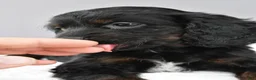 Cockapoo dogs for sale: Jessica - Ad 5