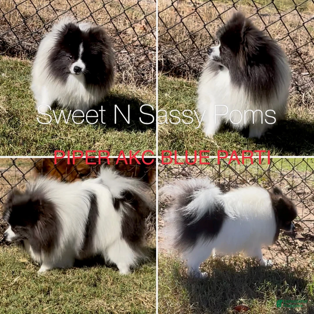 Pomeranian dogs for sale: Black tri parti boy  - Ad 2