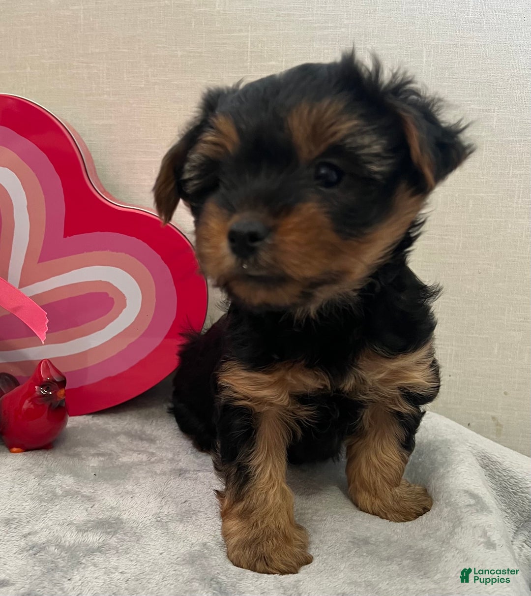 Yorkshire Terrier dogs for sale: Lilly - Ad 5