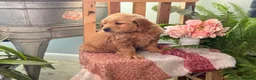 Golden Retriever dogs for sale: Reese - Ad 12