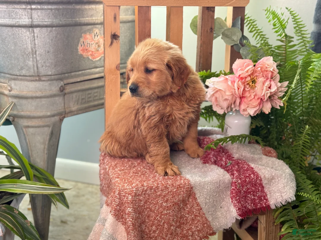 Golden Retriever dogs for sale: Reese - Ad 12