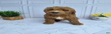 Mini Goldendoodle 4