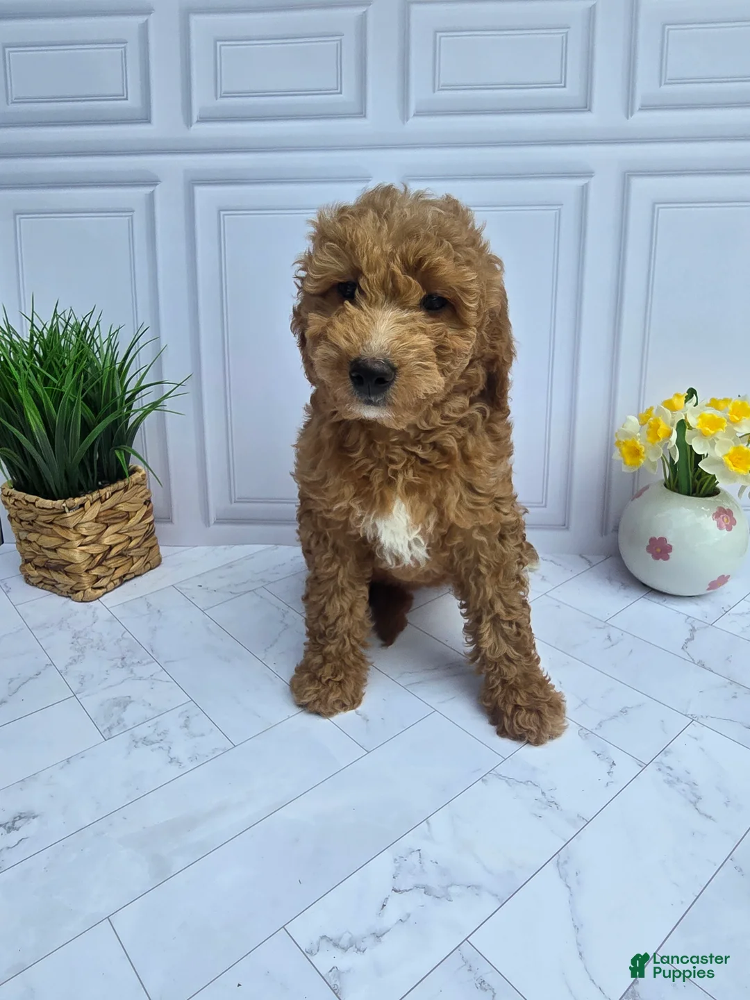 Mini Goldendoodle dogs for sale: Mini Goldendoodle 4 - Ad 1