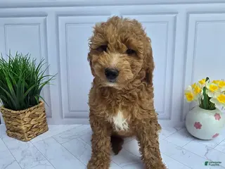 Mini Goldendoodle dogs for sale: Mini Goldendoodle 4 - Ad 2
