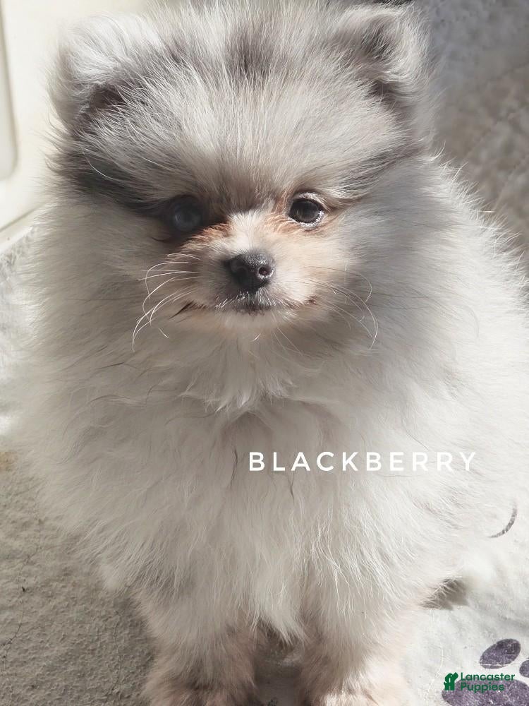 Pomeranian dogs for sale: Blackberry - Blue Merle 1 Blue Eye Pom Puppy - CH Lines! - Ad 1