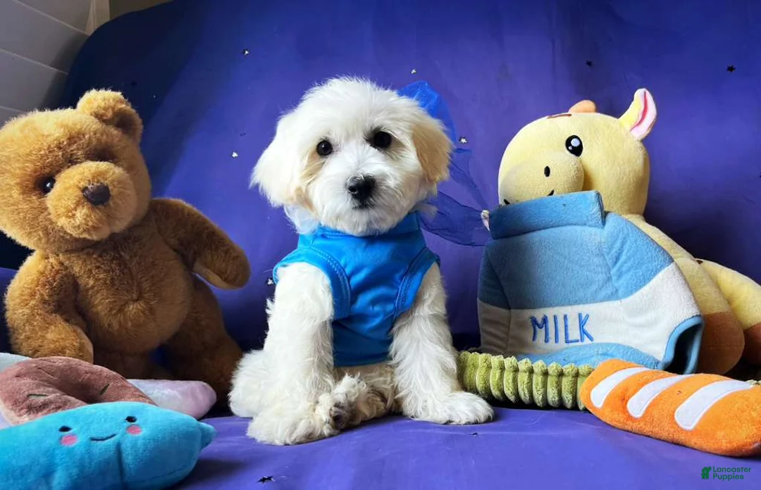 Maltipoo dogs for sale: Bubbles - Ad 1