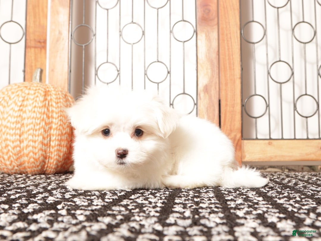 Havanese dogs for sale: Kelly Female Havanese Puppy  - Ad 2