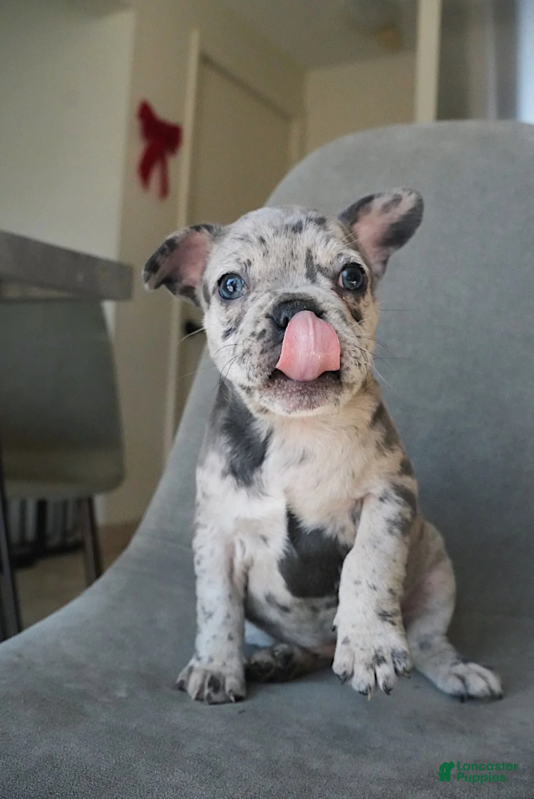 French Bulldog dogs for sale: Starry - Ad 3