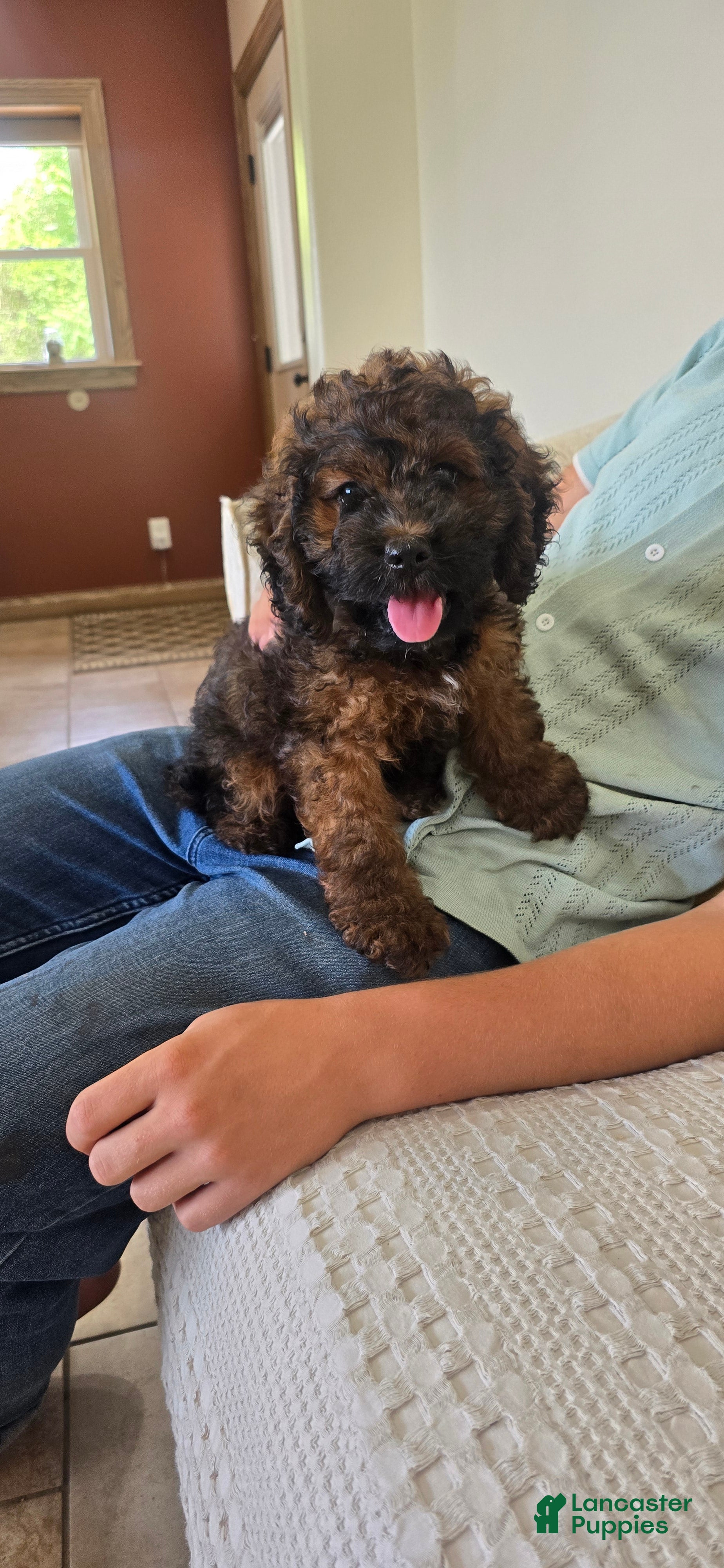 Cockapoo dogs Harry - Ad 2