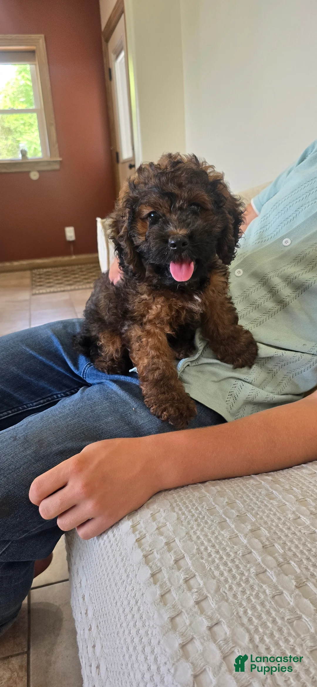 Cockapoo dogs for sale: Harry - Ad 2