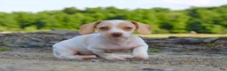 Miniature Dachshund dogs for sale: Aspen - Ad 4