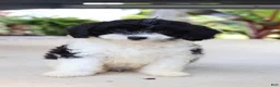Cavapoo dogs for sale: Po'Boy - Ad 5