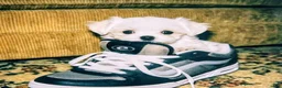 Maltese dogs for sale: Ice - Ad 3