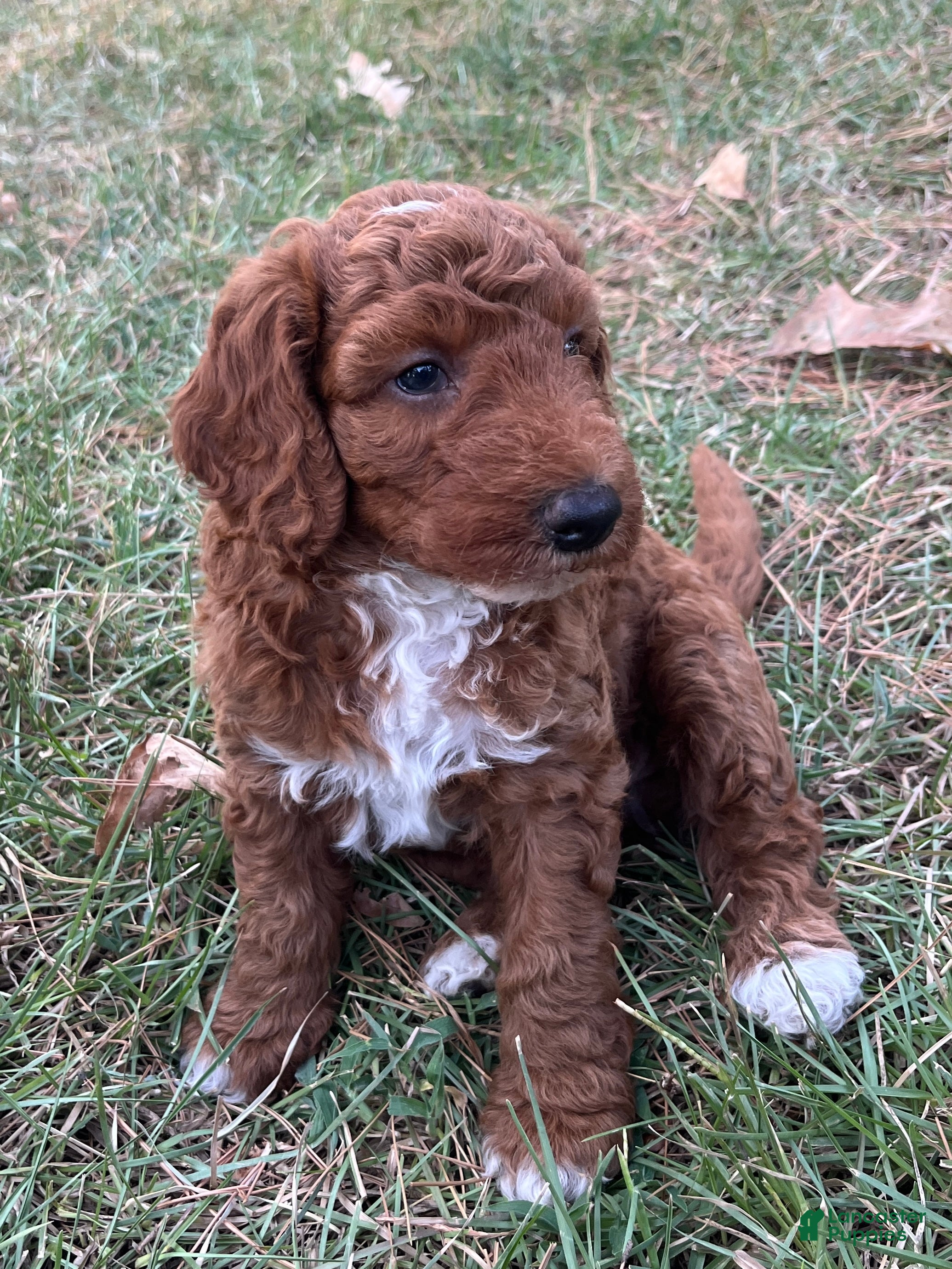 Goldendoodle dogs Winston Medium-sized F1BB - Ad 1