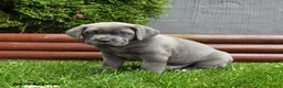 Cane Corso dogs for sale: Anbil - Ad 3