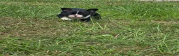 Mixed Breed dogs for sale: Frenchton female #1 - Ad 26