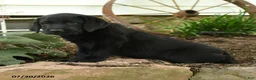 Labrador Retriever dogs for sale: Lightning - Ad 2