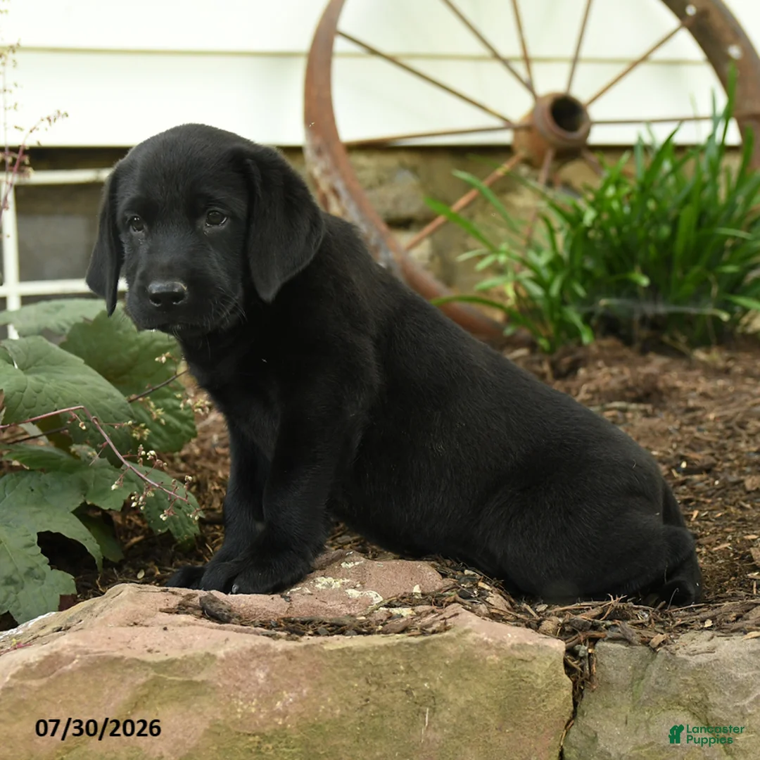 Labrador Retriever dogs for sale: Lightning - Ad 2