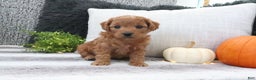 Mini Goldendoodle dogs for sale: Amber - Ad 2