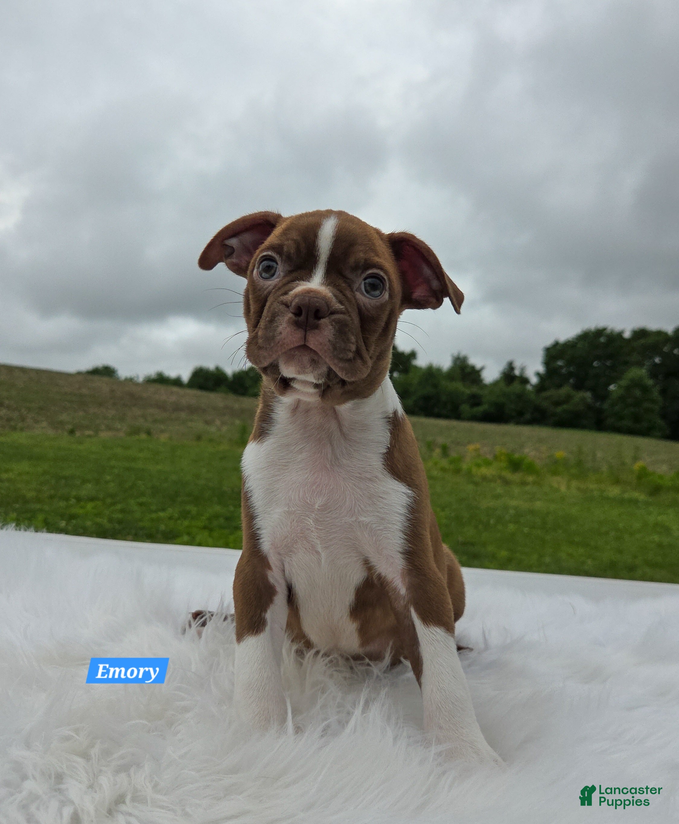 Boston Terrier dogs Emory - Ad 2