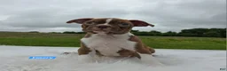 Boston Terrier dogs for sale: Emory - Ad 2