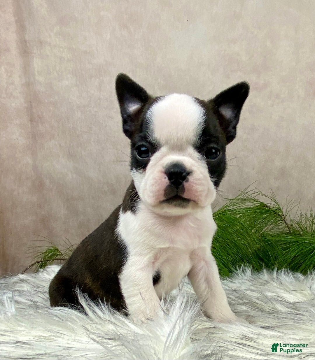 Boston Terrier dogs for sale: Mr. Ace - Ad 2