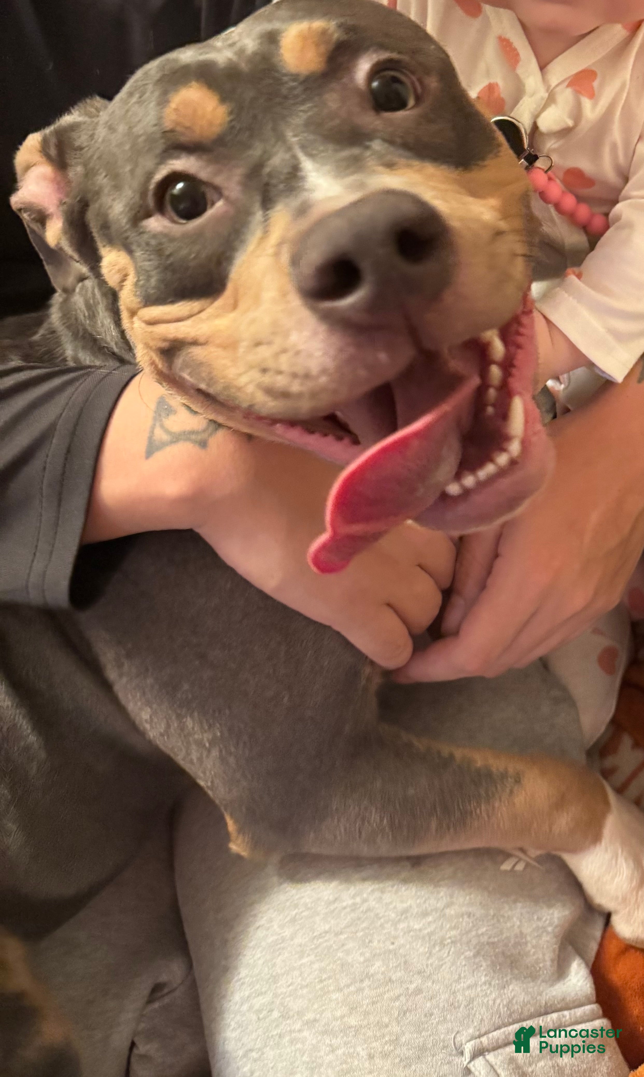 American Bully dogs Missy - Ad 2