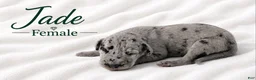 Great Dane dogs for sale: Jade - Ad 2
