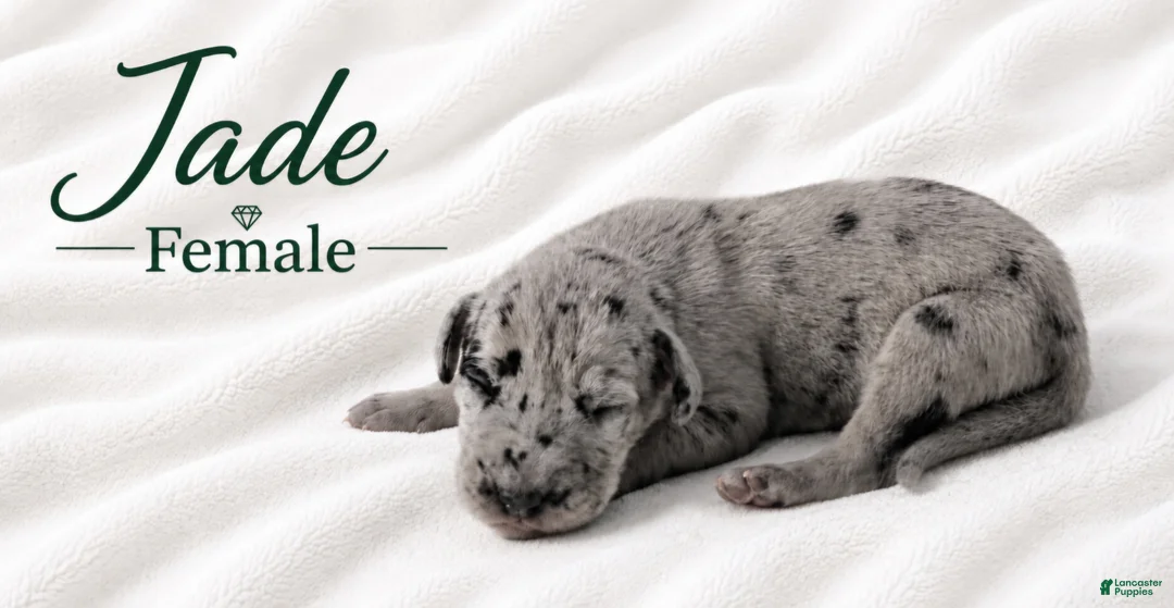 Great Dane dogs for sale: Jade - Ad 2