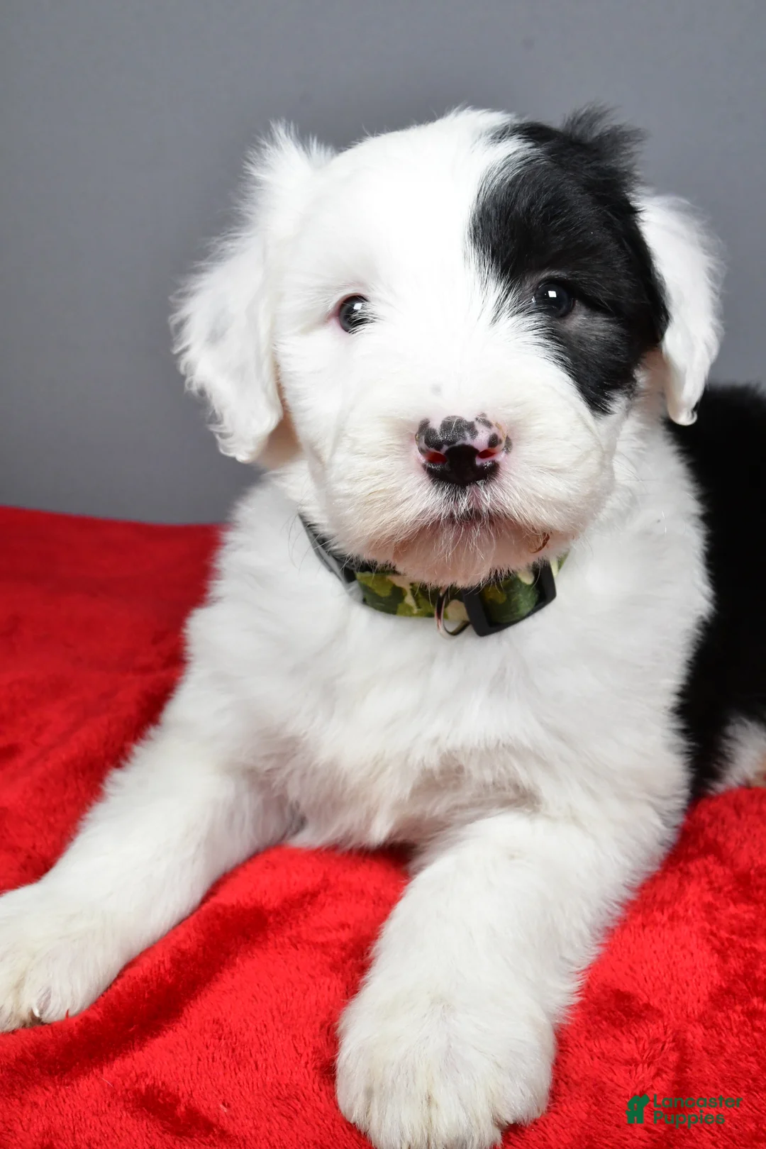 Old English Sheepdog dogs for sale: Crystal  - Ad 9