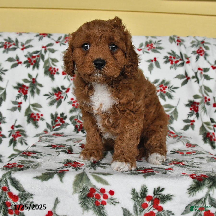 Cavapoo dogs Lucky - Ad 4