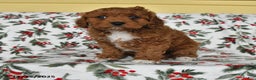 Cavapoo dogs for sale: Lucky - Ad 1