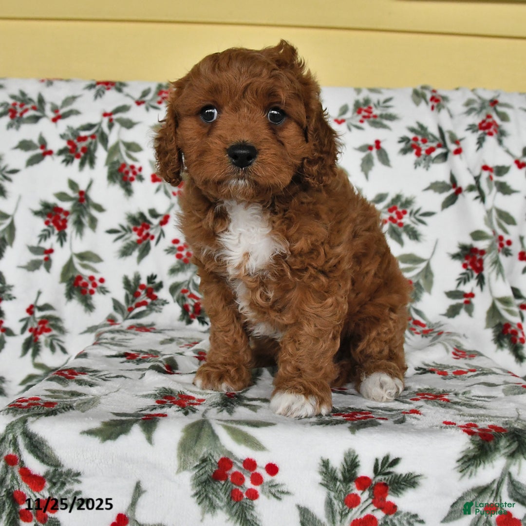 Cavapoo dogs for sale: Lucky - Ad 1