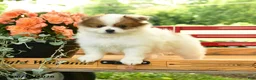 Pomeranian dogs for sale: Buffalino - Ad 2